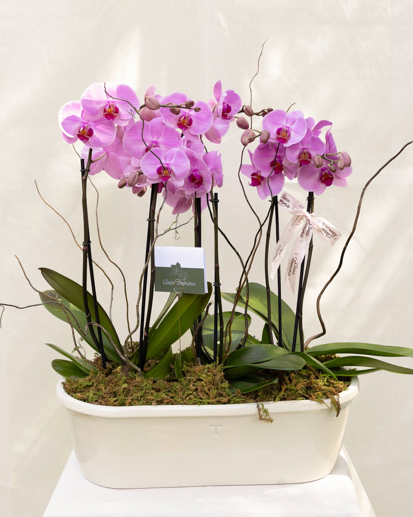TRIPLE BLOOM